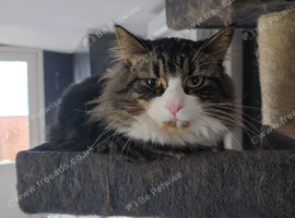 Sweet mixed breed male cat looking for a loving forever home