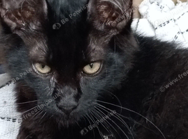 Maine Coon Kittens For Sale Ready Now