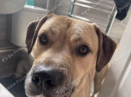 Kenny needs a forever home