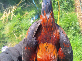 Oeg bantams