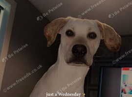 Vizslador for sale