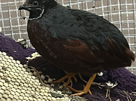 Looking for female button quails