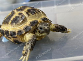 Horsefield Tortoises