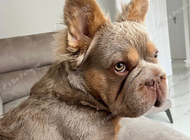 Elite Isabella & Cherry Tan Big Rope Fluffy French Bulldog