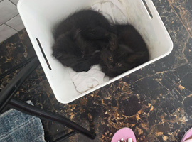 Kitten