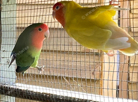 Two lovebirds peach face