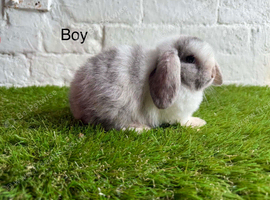 Stunning litter of Mini Lops