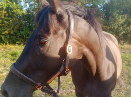16.2 thoroughbred