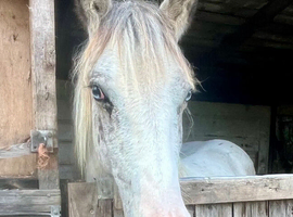Yearling spotty cob to make 15hh