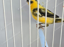 BEAUTIFUL COLOUR COCK CANARY