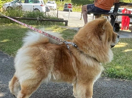 Female chow chow