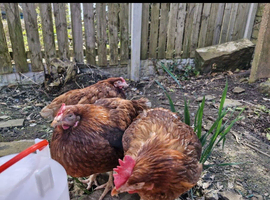 3 brown hens