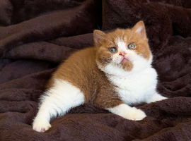 Cinnamon British shorthair kittens full pedigree