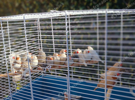 Colony of Zebra Finches