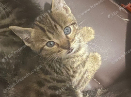 Cute beautiful kittens