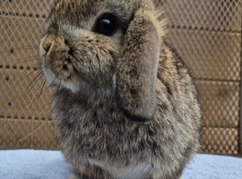 Mini lop doe