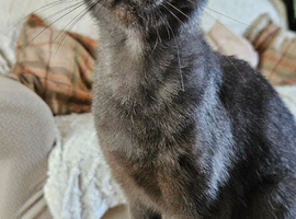 2 Year Old Grey Female Cat