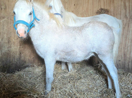 Lovely welsh Section A Foal