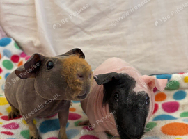 2 skinny pig brothers