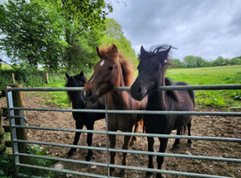 Kind bold filly