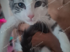 Beautiful Grey and white tabby girl