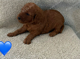 Deep red toy poodles only a boy available (Reduced)