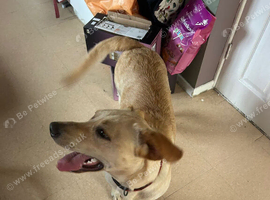 Blonde Labrador