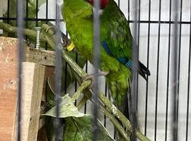 Kakarikis