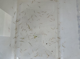 Baby stick insects