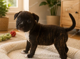 LAST BOYKc reg black brindle white staffys