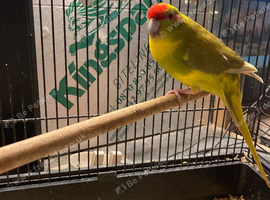 Male Kakariki