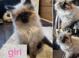 Ragdoll x persain ready now