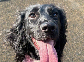Female Cocker-spaniel 7 month old for sale