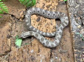 Axanthic Western Hognose at Birmingham Reptiles