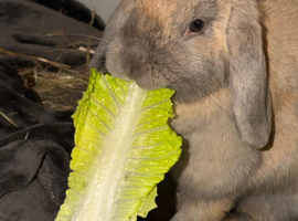 Mini lop