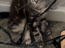 Half Maine coon