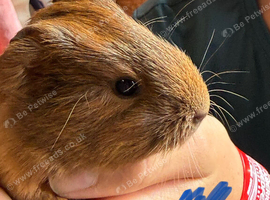 Guinea Pig Babies for sale