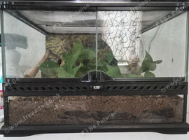 Mourning geckos and enclosure