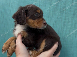 cocker spaniel puppies chocolate&tan