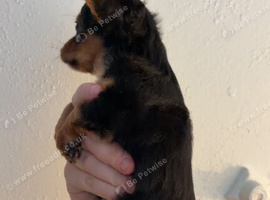 2 CHORKIE PUPPIES FOR SALE