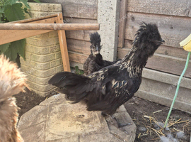 Polskie chick (polish cross silkie)