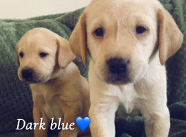 Amazing Labrador ready now