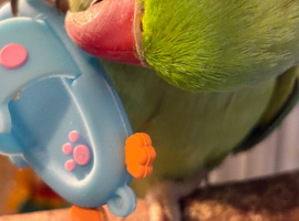 I have for sale a Quaker, a green ringneck and a pineapple conure
