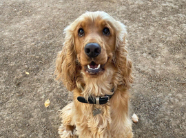 Long hair cocker spaniel boy called Tommy available