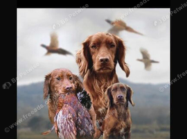 Kc cocker spaniel puppies