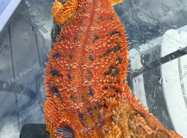 Bearded Dragons