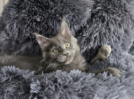 Maine coon kittens