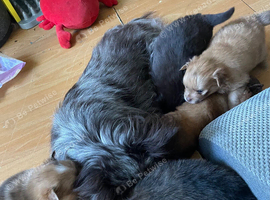 Pomeranian x puppies