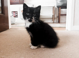 Kitten and accessories for sale