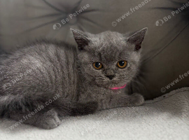 British short haired kittens